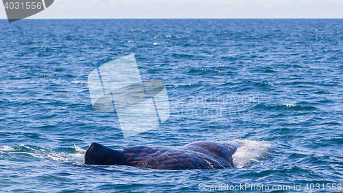 Image of Large Sperm Whale near Iceland