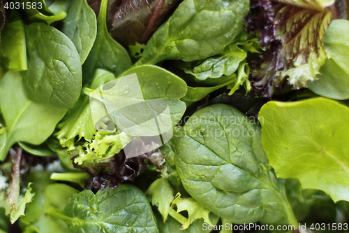 Image of Fresh greens