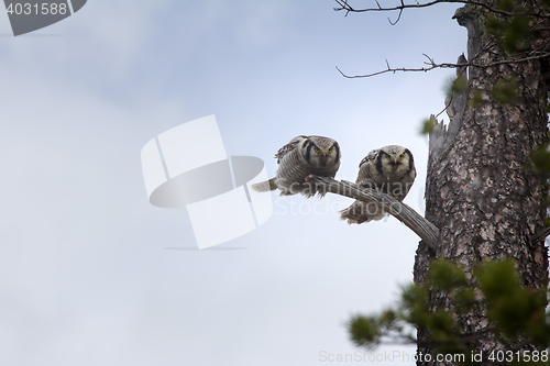 Image of Wonderful married couple. Pair of barred owls on dry tree in taiga