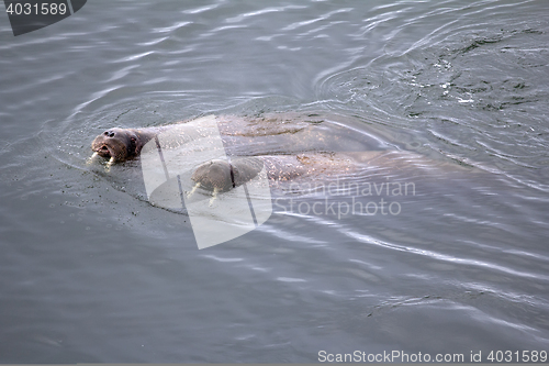 Image of Two Atlantic walrus in state of mating. Barents sea