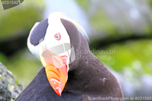 Image of puffin (Fratercula) 4