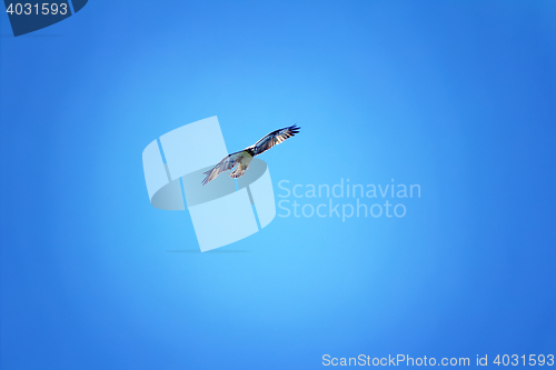 Image of silhouette of flying osprey 