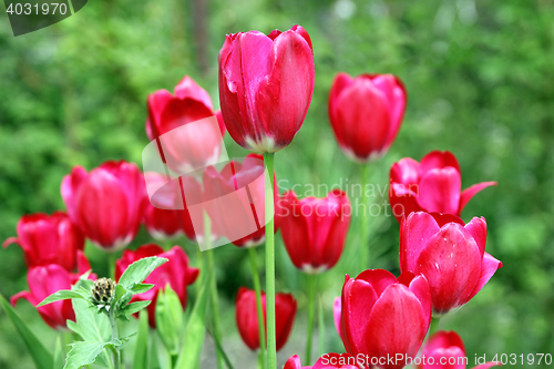 Image of Bouquet of red tulips flowers on a background of green leaves