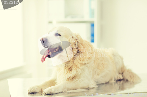 Image of close up of golden retriever dog at vet clinic