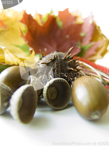 Image of Chestnuts and acorns