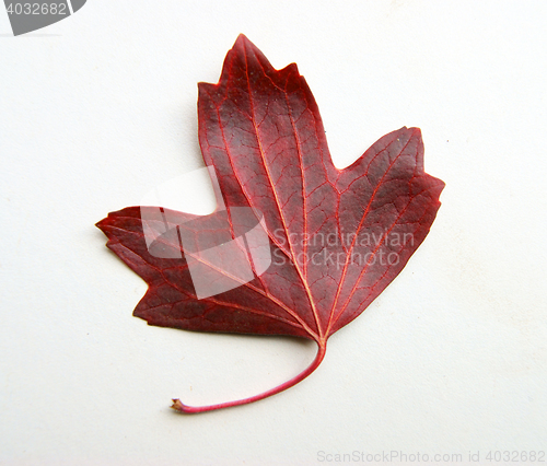 Image of Autumn sheet tree