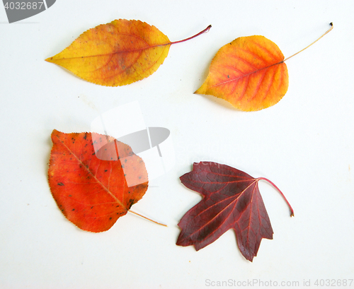 Image of Foliage autumn on white