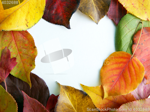 Image of Autumn foliage on white