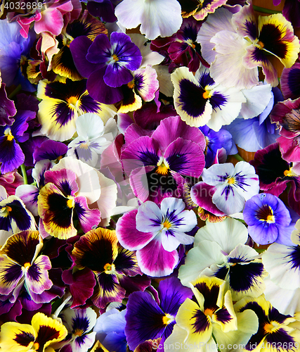 Image of Flower Pansy