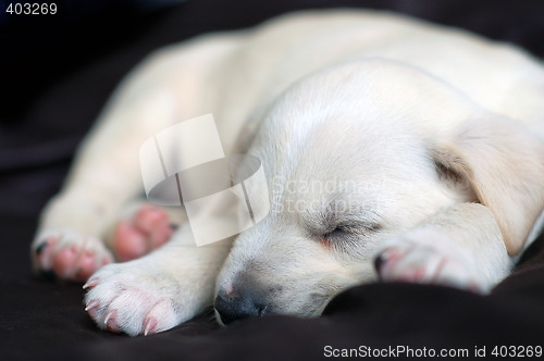 Image of Sleeping Labrador puppy
