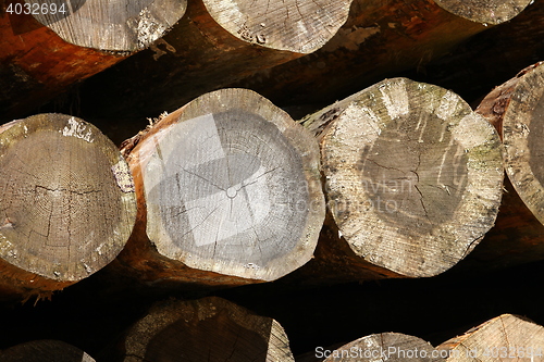Image of sawn trunk