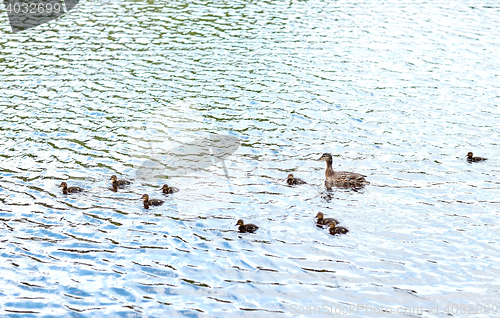 Image of duck with ducklings swimming in lake or river