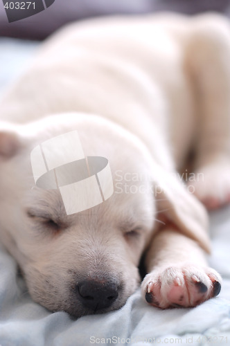 Image of Sleeping Labrador puppy