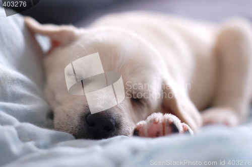 Image of Sleeping Labrador puppy