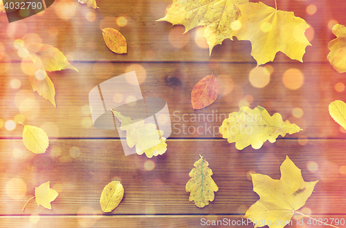 Image of set of many different fallen autumn leaves