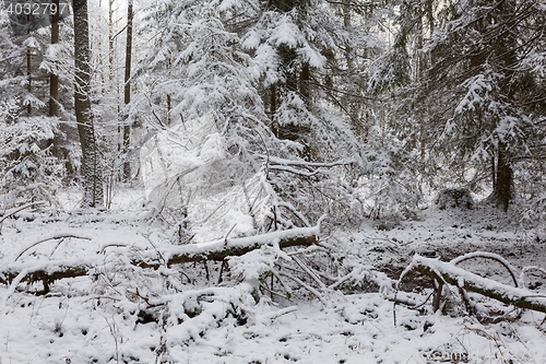 Image of Winter landscape of natural forest with dead spruce trees