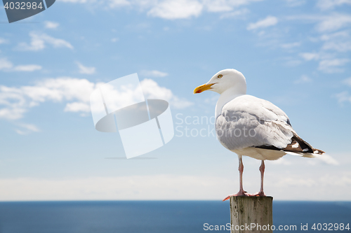 Image of seagull over sea and blue sky