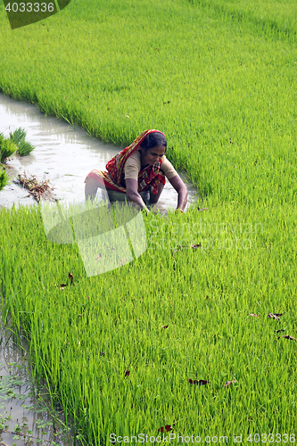 Image of Rural woman working in rice plantation in Bosonti, West Bengal, India