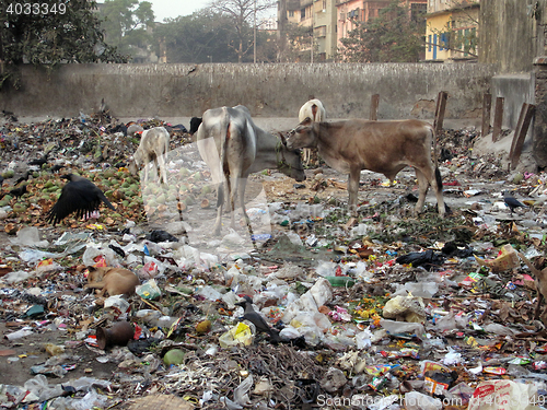 Image of Streets of Kolkata. Animals in trash heap