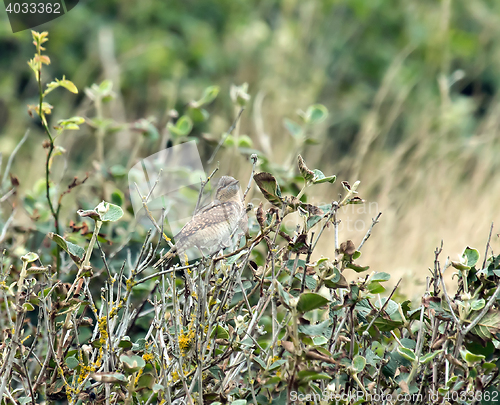 Image of Wryneck