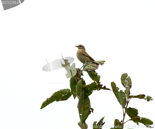 Image of Whinchat