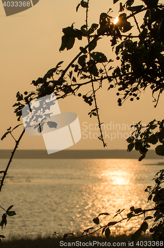 Image of Morning Silhouettes