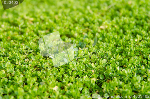 Image of Thick spring green grass