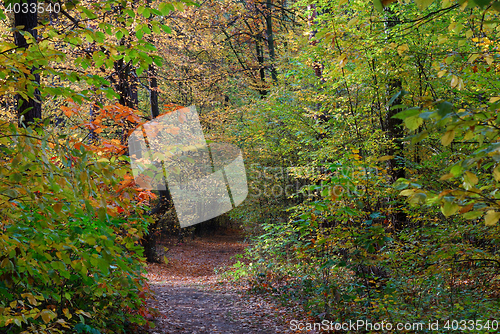 Image of Fall in forest