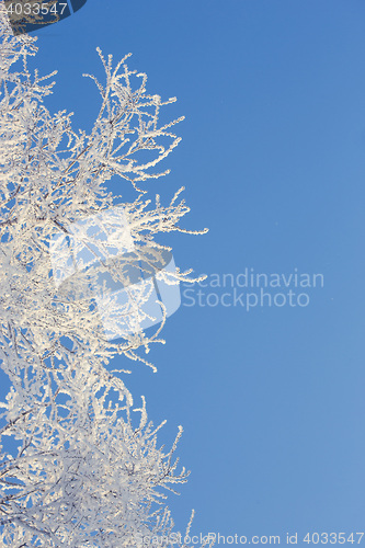 Image of Winter tree in a field with blue sky