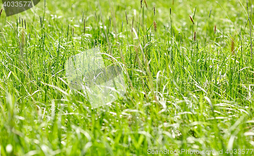 Image of grass growing on meadow or field