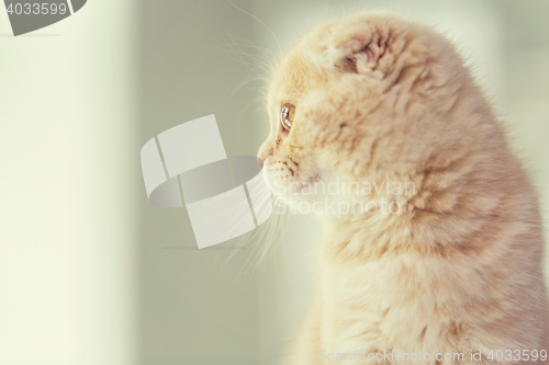 Image of close up of scottish fold kitten