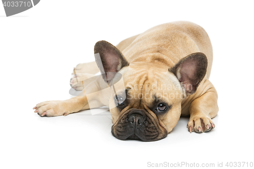 Image of Beautiful french bulldog dog