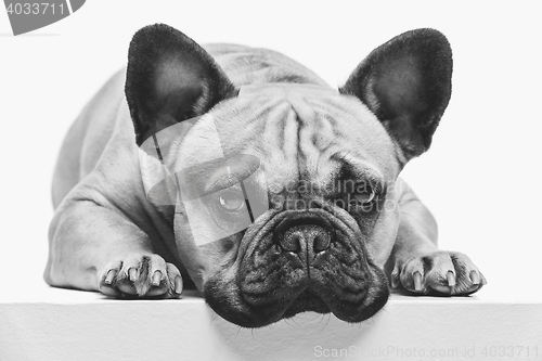 Image of Beautiful french bulldog dog