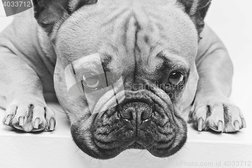 Image of Beautiful french bulldog dog