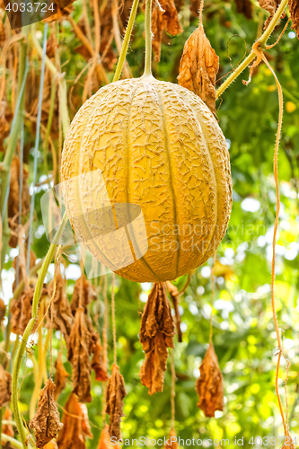 Image of Big ripe melon in greenhouse