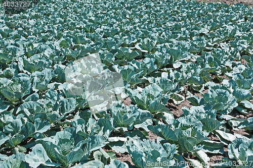 Image of Cabbage cultivation in soil