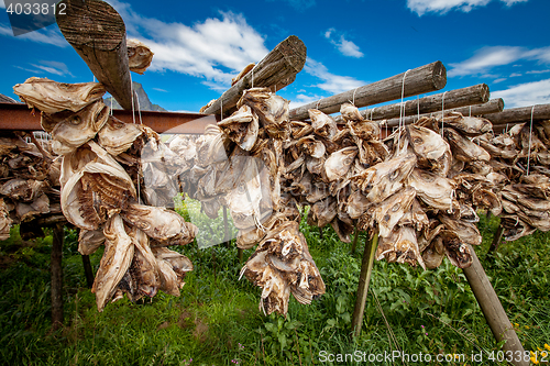 Image of Fish heads drying on racks