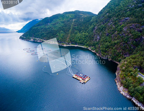 Image of Farm salmon fishing