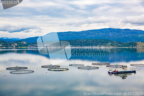 Image of Farm salmon fishing