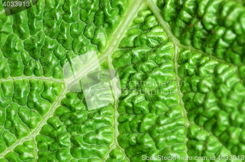 Image of Leaf texture in green