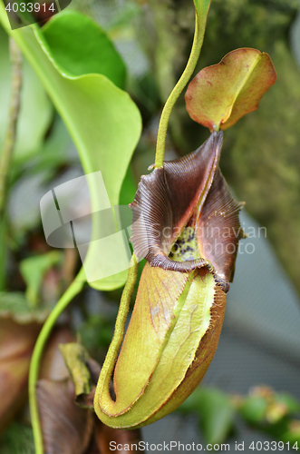 Image of Nepenthes villosa, monkey pitcher plant