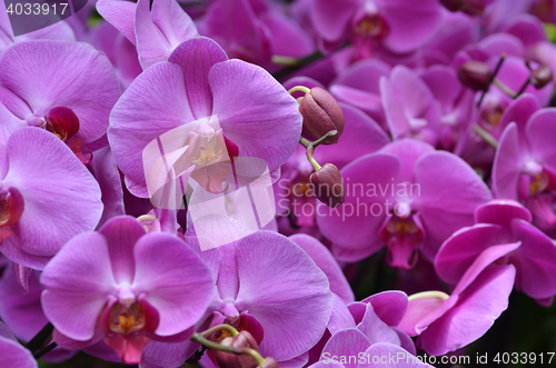 Image of Beautiful purple orchid, phalaenopsis.