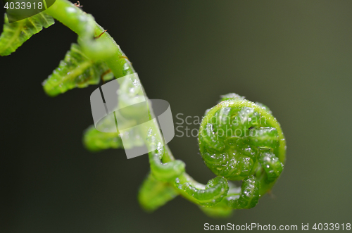 Image of Fern leaf in forest