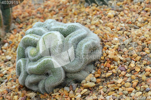 Image of Green cactus that looks like the brain