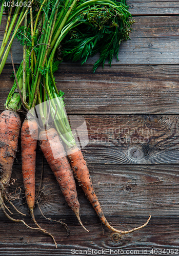 Image of Bunch of orange carrots fresh with dirt on old rustic wood background