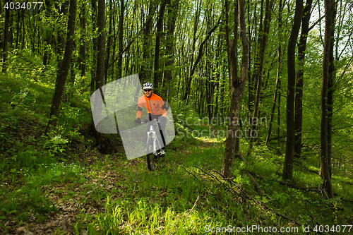 Image of Cyclist Riding the Bike on a Trail in Summer Forest