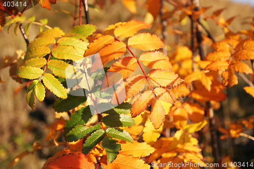 Image of autumn leaves