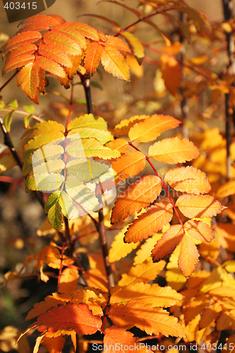 Image of autumn colors