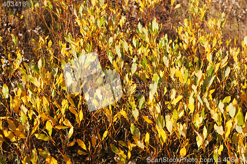 Image of background leaves