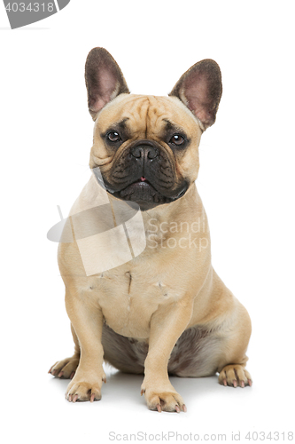 Image of Beautiful french bulldog dog